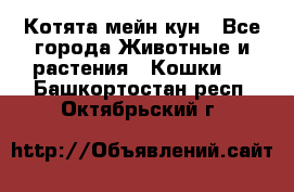 Котята мейн кун - Все города Животные и растения » Кошки   . Башкортостан респ.,Октябрьский г.